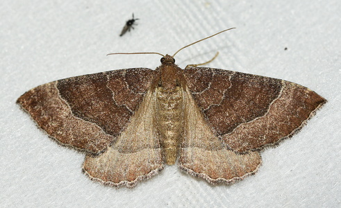 Katostmåler (Larentia clavaria)