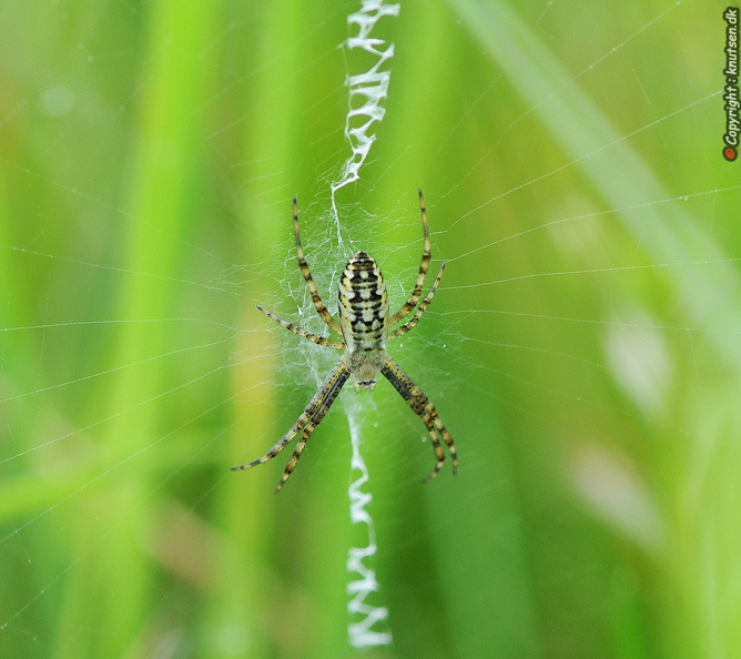DSC_0174 Hvepseedderkop (Argiope bruennichi.jpg