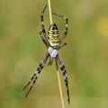 Hvepseedderkop (Argiope bruennichi)