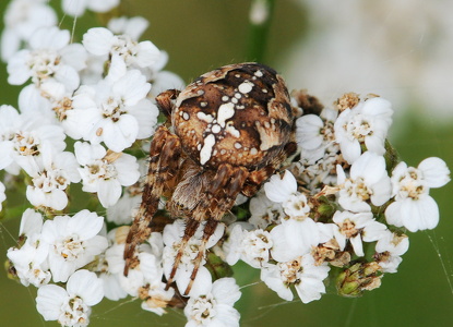  Korsedderkop (Araneus diadematus)