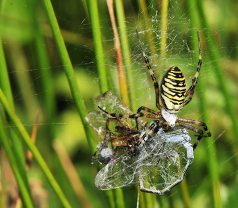  Hvepseedderkop (Argiope bruennichi)