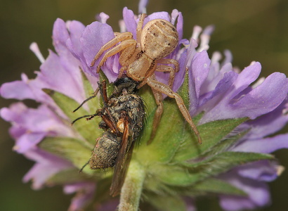 Krabbeedderkop (Diaea dorsata)