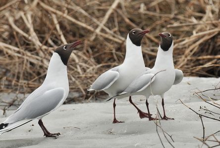  Hættemåge (Chroicocephalus ridibundus)