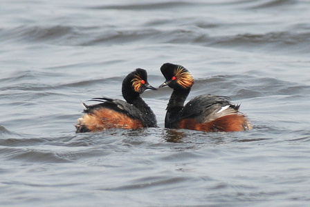  Sorthalset Lappedykker (Podiceps nigricollis)