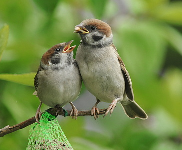 Skovspurv (Passer montanus)