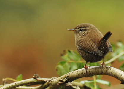Gærdesmutte (Troglodytes troglodytes)