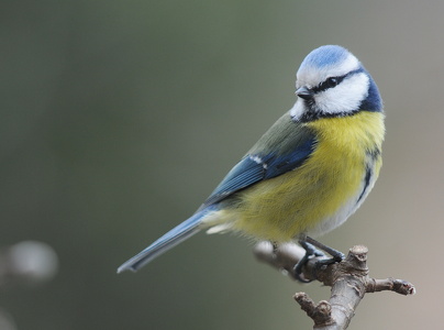  Blåmejse (Mergellus albellus)