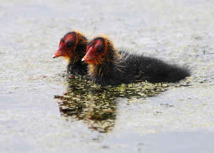  Blishøne (Fulica atra)