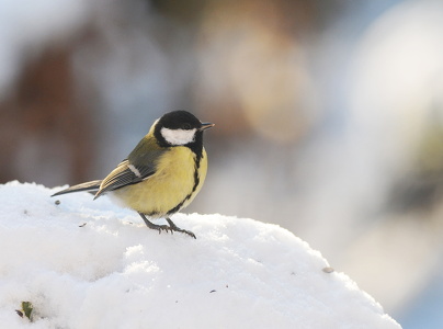  Musvit (Parus major)