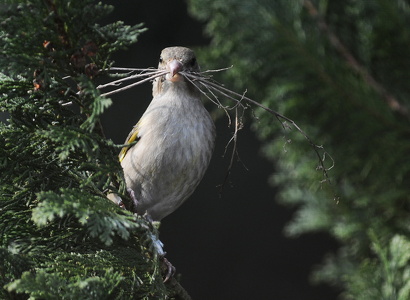  Grønirisk (Carduelis chloris)