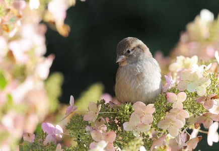  Gråspurv  (Passer domesticus)