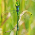  Almindelig Kobbervandnymfe (Lestes sponsa)