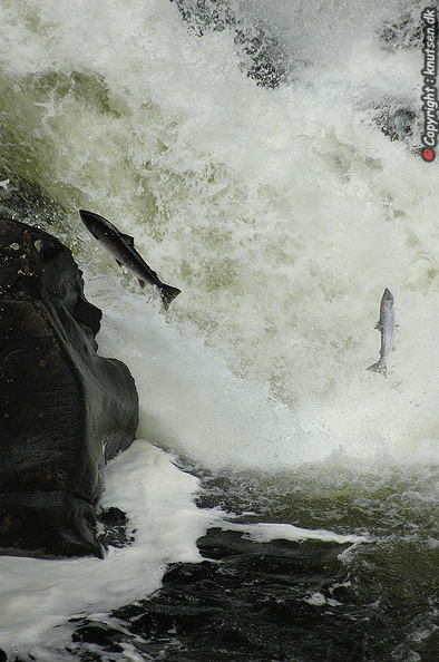 DSC_2127 Gaula.JPG