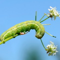 Agatuglelarve  (Phlogophora meticulosa)