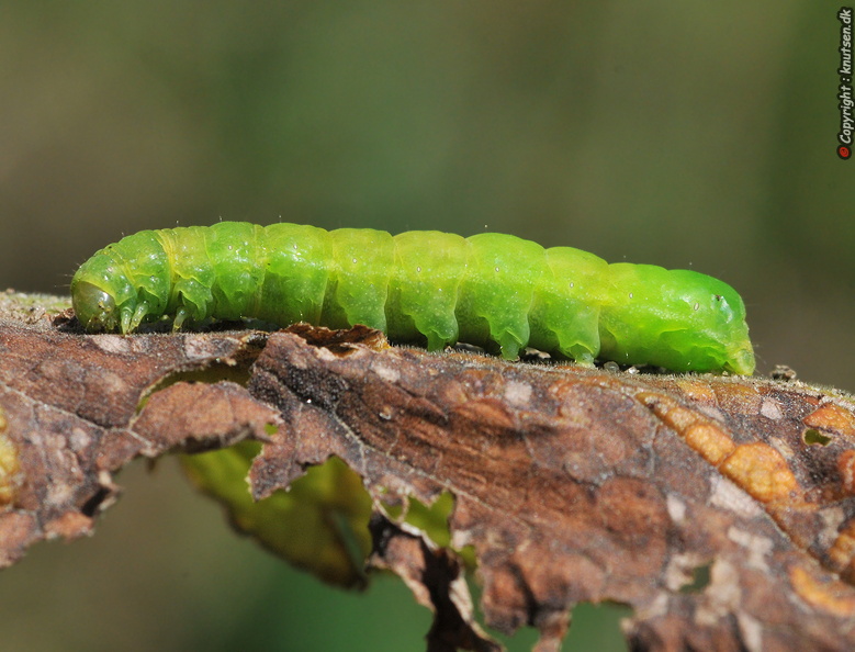 DSC_6491Agatuglelarve Phlogophora meticulosa.jpg