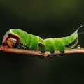   Hermelinskåbe (Cerura vinula)