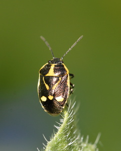  Almindelig Kåltæge (Eurydema oleracea)