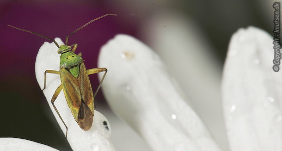 Toplettet Bederoetæge (Closterotomus norwegicus)