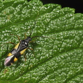  Fireplettet Blomstertæge (Dryophilocoris flavoquadrimaculatus)