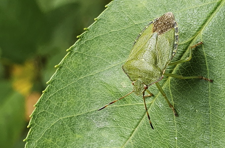 Grøn bredtæge (Palomena prasina)