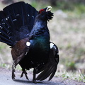 Tjur (Tetrao urogallus)