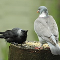  Allike og ringdue    (Corvus monedula) og (Columba palumbus)