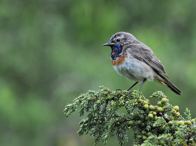  Blåhals (Luscinia svecica)