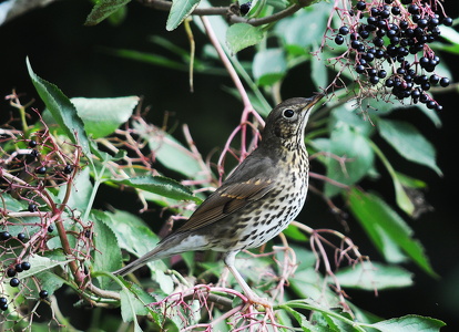  Sangdrossel (Turdus philomelos)