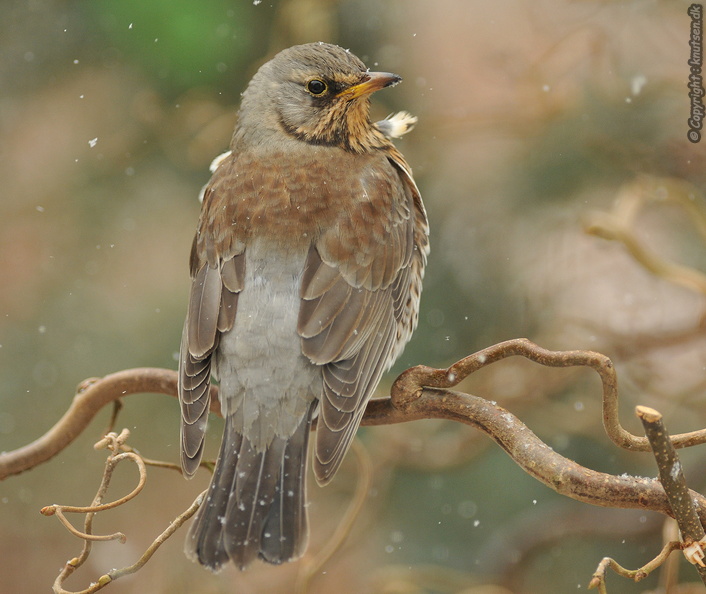 DSC_1952  Sjagger (Turdus pilaris).jpg