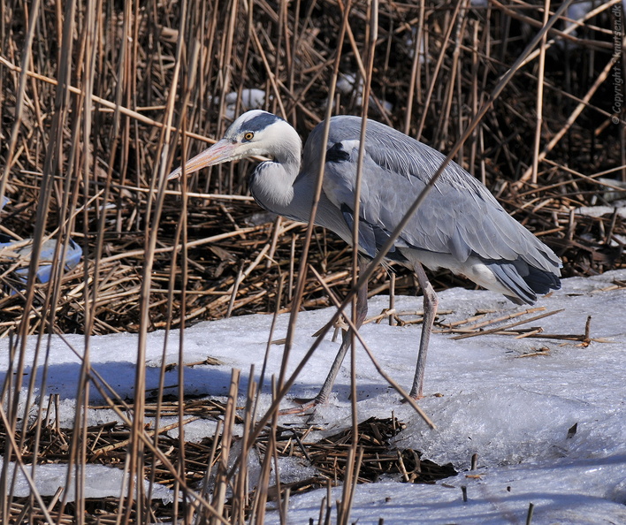 DSC_5263 Fiskehejre (Ardea cinerea).jpg