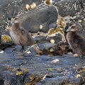  Edderfugl (Somateria mollissima)