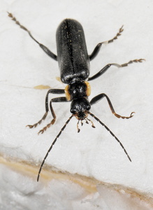  Cantharis obscura