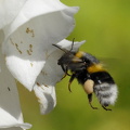  Mørk jordhumle (Bombus terrestris)