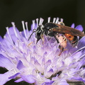 Blåhatjordbi (Andrena hattorfiana)