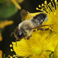  Rosenbladskærerbi (Megachile centuncularis)