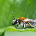  Rødhalet Jordbi (Andrena haemorrhoa)
