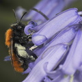 Rødpelset Jordbi (Andrena fulva)