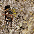 Smal Filtbi (Epeolus variegatus)
