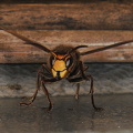  Stor Gedehams (Vespa crabro)