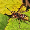 Stor Gedehams (Vespa crabro)