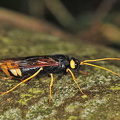 Kæmpetræhveps (Urocerus gigas)