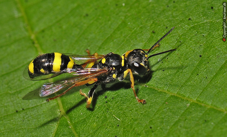 _DSCa5346.jpg