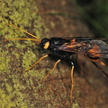  Kæmpetræhveps (Urocerus gigas)