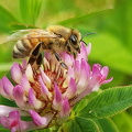 Honningbi (Apis mellifera)