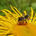 Rosenbladskærerbi (Megachile centuncularis)