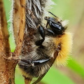 Agerhumle (Bombus pascuorum)