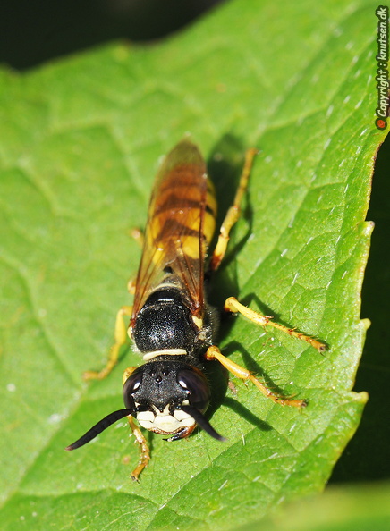 DSC_3863.jpg