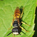 Biulv (Philanthus triangulum)