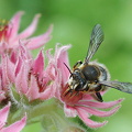 Havevægbi (Anthophora quadrimaculata)