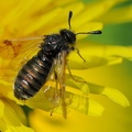Abia sericea (Abia sericea)